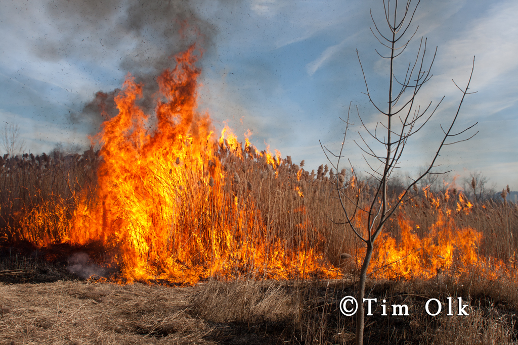 controlled prairie burn in South Elgin