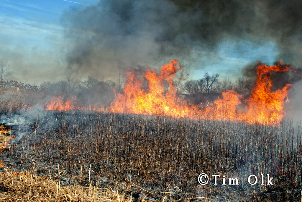 controlled prairie burn in South Elgin