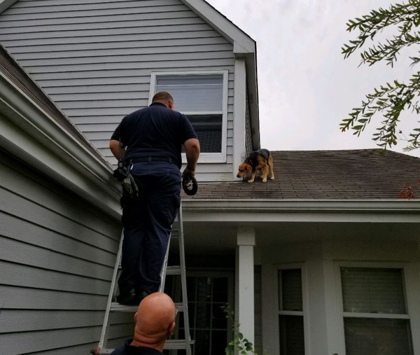 Firefighters rescue dog from the roof of a house