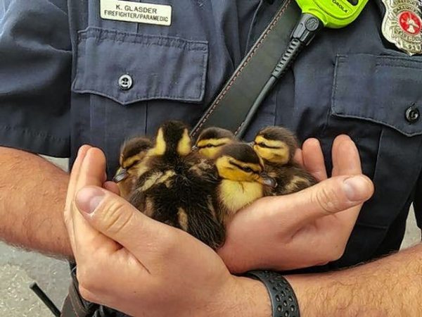 Firefighters rescue trapped ducklings