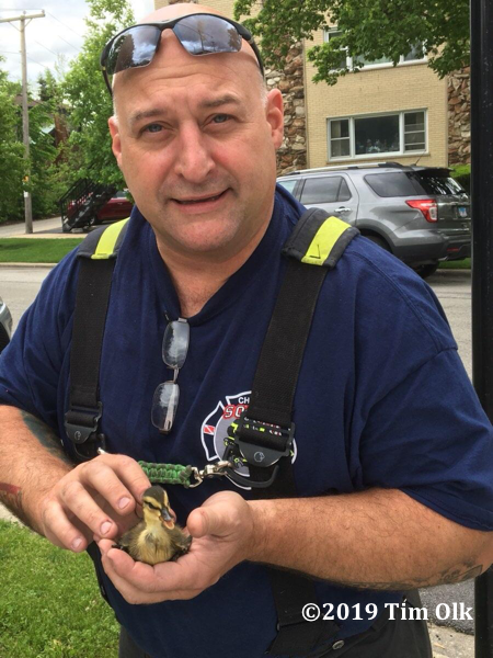 firefighter with duckling rescue from a sewer