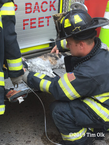 cat pulled from apartment fire